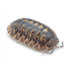 Cubaris sp. tung song