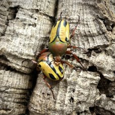 Eudicella trilineata interruptefasciata