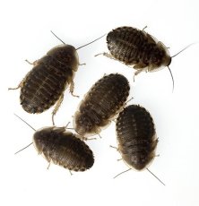 Šváb argentinský - Blaptica dubia