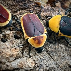 Pachnoda marginata peregrina - Aberrant