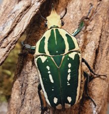 Mecynorhina torquata ugandensis - Green