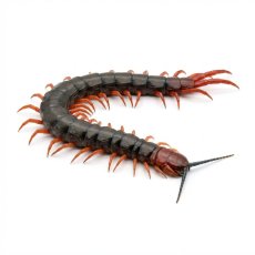 Cormocephalus nitidus