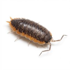 Porcellio lepineyi