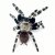Vitalius chromatus