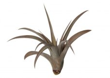 Tillandsia capitata peach red