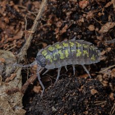 Porcellio sp. Red Uropods