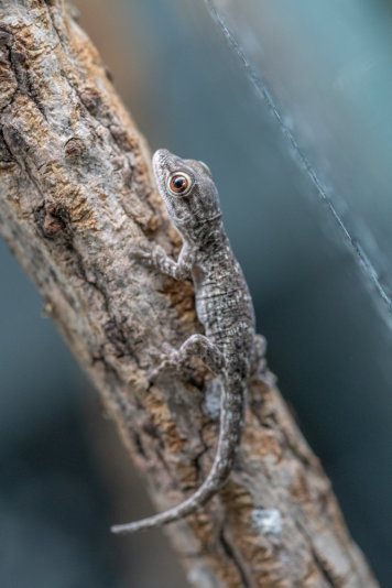 Phelsuma mutabilis