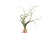 Tillandsia baileyi