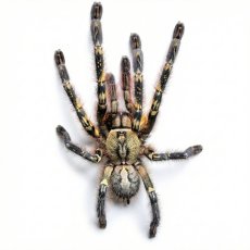 Poecilotheria ornata