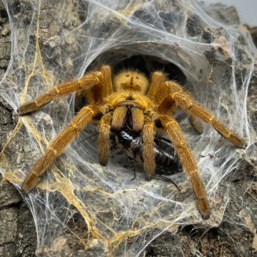 Čím krmit sklípkana: Průvodce výběrem hmyzu