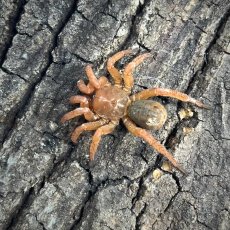 Luthela sp.