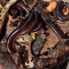 Zinophora sp. red/black
