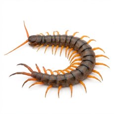 Scolopendra subspinipes
