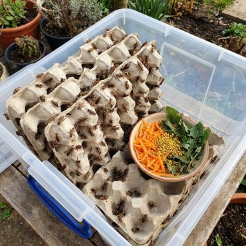 Péče o krmný hmyz: Jak udržet živou potravu v perfektní kondici