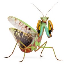 Polyspilota marbica