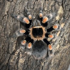 Brachypelma hamorii
