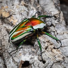 Dicronorhina derbyana layardi