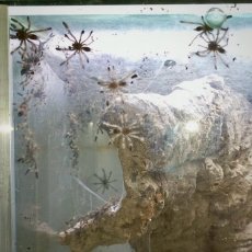 Psalmopoeus victori