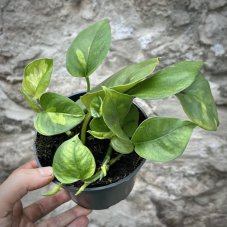 Epipremnum Global Green