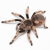 Nhandu coloratovillosus