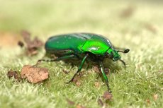 Chlorocala africana africana