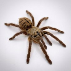 Phormingochilus sp. Rufus