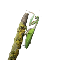 Hierodula majuscula