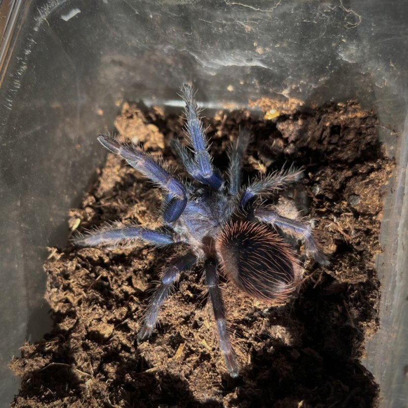 Lasiocyano sazimai