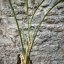 Maxillaria tenuifolia