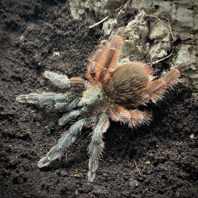 Psalmopoeus victori