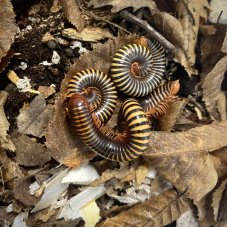 Daratogonus sp.