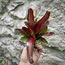 Neoregelia - Iris