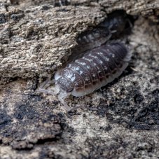Porcellio haasi - Dark