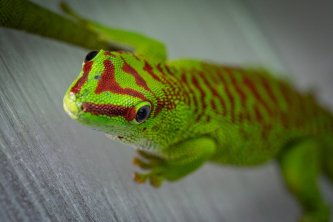 Phelsuma grandis - Felsuma madagaskarská