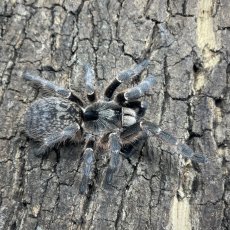 Ceratogyrus darlingi