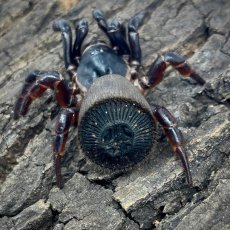 Cyclocosmia latusicosta