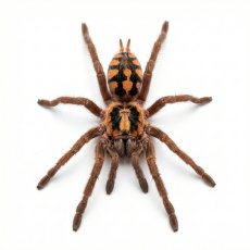 Hapalopus formosus
