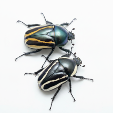 Dicronorhina derbyana conradsi