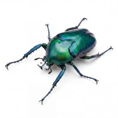 Dicronorhina derbyana oberthuri