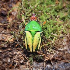 Eudicella hornimani