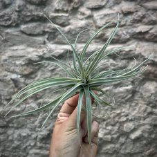 Tillandsia pohliana