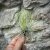 Tillandsia andreana