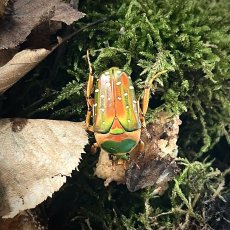 Stephanorrhina guttata