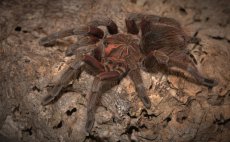 Pamphobeteus platyomma