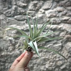 Tillandsia capitata peach green