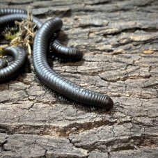 Spirostreptidae sp. Black Madagascar