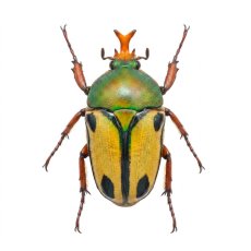Eudicella trilineata interruptefasciata