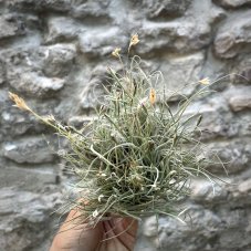 Tillandsia bandensis