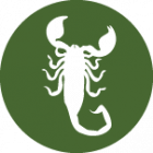 Scorpionida - Štíři