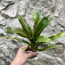 Neoregelia - Xantipa